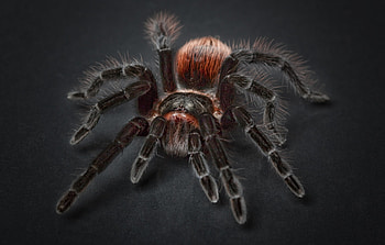 Tarantula macro art, Close-up insect detail, Stunning spider , Nature's beauty HD wallpaper