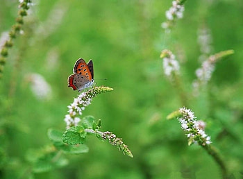 BUTTERFLY GREEN, butterflies, gardens, green, insects, flowers HD wallpaper