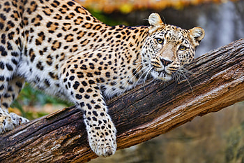 Majestic Leopard in – Stunning Wildlife, Animal, leopard HD wallpaper