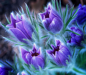 pulsatilla, blue, pasque, flower, soft HD wallpaper