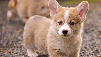 Cute Dog, dog, cute, pup, animals HD wallpaper