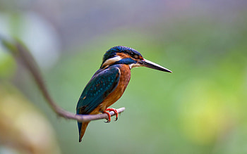 Animals, Bird, Beak, Branch, Small, Petite, Acute, Sharp HD wallpaper