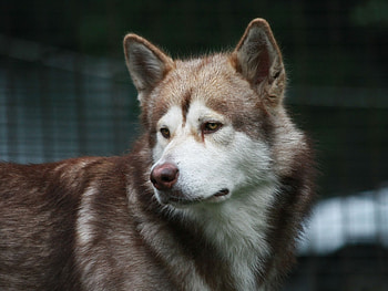 Animals, Dog, Muzzle, Brown, Sadness HD wallpaper