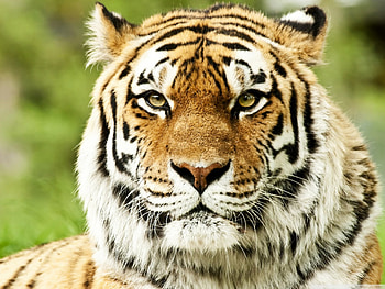 Tiger, teeth, animal, jungle HD wallpaper