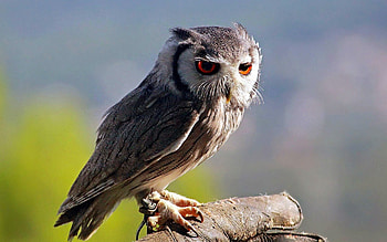 Animals, Owl, Bird, Sit, Predator, Stick HD wallpaper