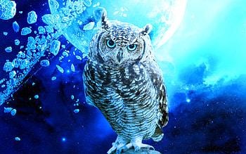 ... cool owl 71 ... HD wallpaper