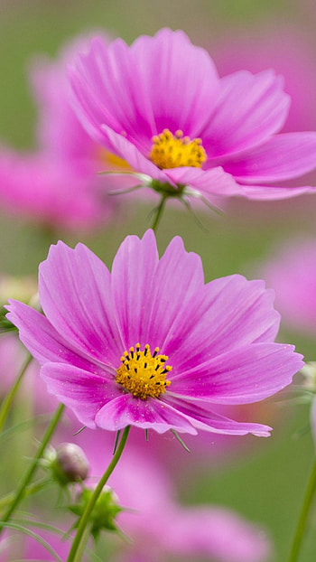 Flowers , Pink Flowers, Background HD phone wallpaper