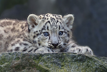 Different baby animals, Wide variety, Wholesome innocence, Adorable HD wallpaper