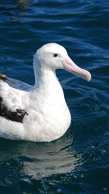 Albatross , Ocean breeze, Bird's tranquil flight, Coastal scenery HD phone wallpaper
