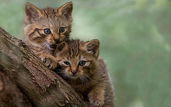Animals, Wood, Fluffy, Tree, Stroll, Play, Kittens HD wallpaper