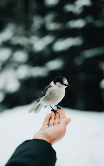 Animals, Hand, Bird, Grain, Corn HD phone wallpaper