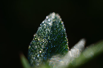 Drops, Macro, Sheet, Leaf HD wallpaper