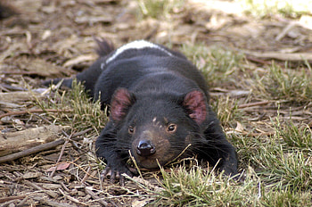 Animals, Grass, To Lie Down, Lie, Animal, Tasmanian Devil HD wallpaper