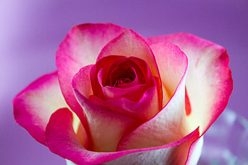 Rose, close up, flower HD wallpaper