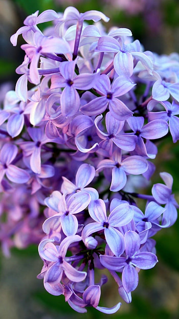 Lilac, Tree HD phone wallpaper