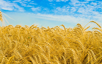 Nature, Sky, Field, Ears, Golden, Spikes, Rye, Agriculture HD wallpaper
