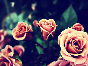 Roses, flowers HD wallpaper