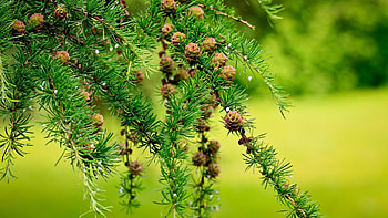 Plants, Trees, Cones HD wallpaper