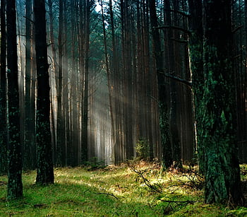 Sunlight beams through tall trees in a tranquil forest, creating a magical ambiance. HD wallpaper