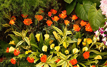 Flowers, Roses, Greens, Calla, Composition, Callas HD wallpaper