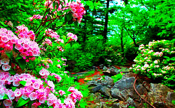 Spring mountain trail, animal, colorful, birds, plants, graphy, colors, spring, wild, jungle, mountains, mountain trail, breathtaking, paradise, fresh, rocks, tree, landscapes, green nature, pink spring, nature, sky, forest, splendor HD wallpaper