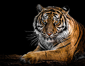 Tiger Closeup, tiger, animals, closeup HD wallpaper