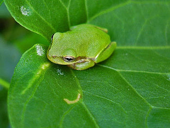 Animals, Surface, Sheet, Leaf, Reptile, Frog HD wallpaper
