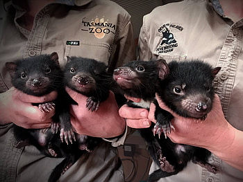 Tasmanian Devil, Discover Tasmania, Content container, 84215 HD wallpaper