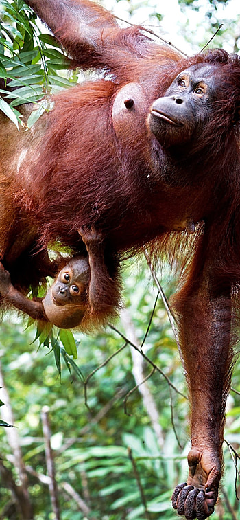 Orangutan, Jungle dwellers, , Nature's beauty HD phone wallpaper