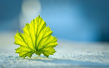 Background, Macro, Surface, Sheet, Leaf, Patterned HD wallpaper