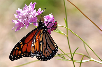 butterfly, animal, nature, flowers, fauna, flora HD wallpaper
