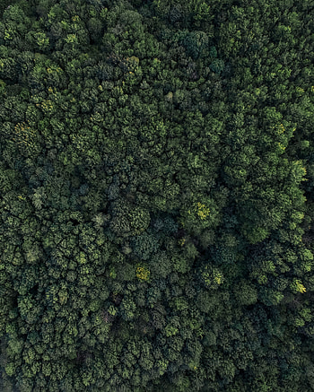 Nature, Trees, View From Above, Forest HD phone wallpaper