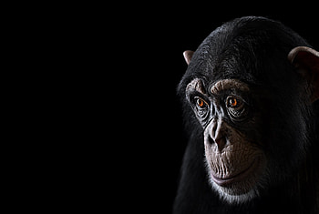 Chimpanzee, Glimpse into the wild, Ape's perspective, Stunning resolution HD wallpaper