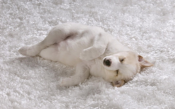 Animals, Light, Dog, Light Coloured, Puppy, Sleep, Dream HD wallpaper