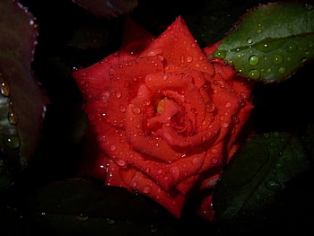 Red rose, flowers, roses HD wallpaper