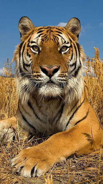 Tiger , Wildlife, Tiger HD phone wallpaper