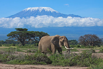 Mount Kilimanjaro, Stunning , Mountain , Nature's beauty HD wallpaper