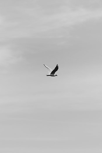 Sky, Bird, Minimalism, Flight, Bw, Chb HD phone wallpaper
