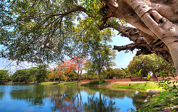 Spring On The Lake, reflection, green, trees, garden, grass, park HD wallpaper