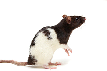 Animal HQ Rat , Rat , Backgrounds, Fascinating Rat World HD wallpaper