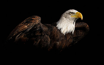 3D eagle , Striking visuals, Mesmerizing beauty, Impressive bird HD wallpaper