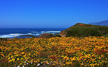 Coast sea, sea, sky, birds, flowers HD wallpaper