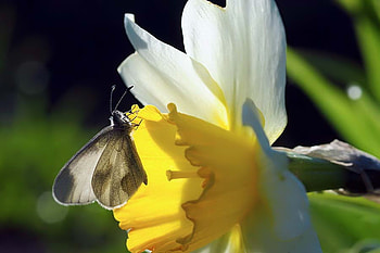 Beautiful daffodil, sunshine, daffodil, white, spring, little, butterfliy, yellow, nature, flowers, forever, tiny HD wallpaper