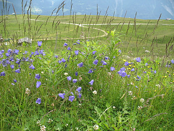 meadow, purple, field, green, nature, bells HD wallpaper