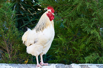 Close-up of a white rooster standing against a backdrop of greenery, showcasing its vibrant cockscomb. HD wallpaper