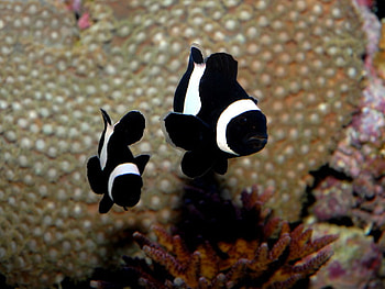turban clown fish, white, black, clown, fish, turban HD wallpaper