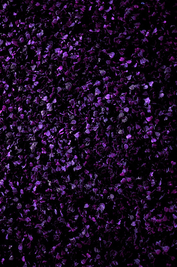 Nature, Grass, Violet, Plant, Purple HD phone wallpaper