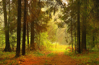 Morning Has Broken, trees, beautiful, woods, sunrise HD wallpaper