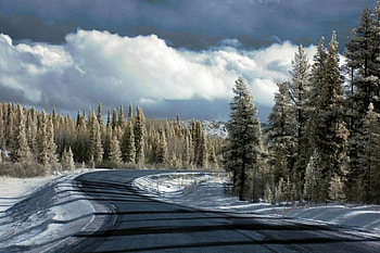 Roadside Trees, roadside, , trees, cool, mixed HD wallpaper