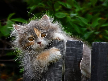 Cat on fence, kitten, sweet, kitty, cute, cat, fluffy, tree, leaves, playing, green, fence, game, adorable HD wallpaper